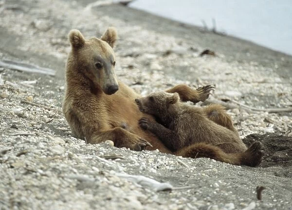Grizzly Bear - female nursing cubs Katmai, Alaska, USA