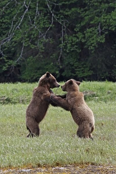 Grizzly Bear - two fighting. Khuzemateen Grizzly Bear Sanctuary - British Colombia - Canada