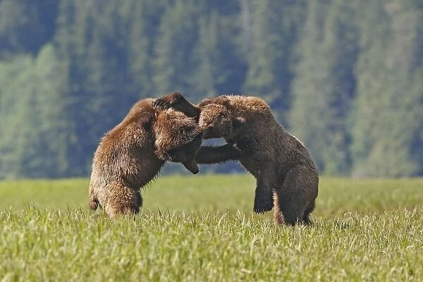 Grizzly Bear - two fighting. Khuzemateen Grizzly Bear Sanctuary - British Colombia - Canada