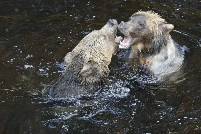 Framed Print : Grizzly bear - two fighting / playing in water. Knight Inlet - Glendale Cove - British Columbia - Canada Framed Print : Grizzly bear - two fighting / playing in water. Knight Inlet - Glendale Cove - British Columbia - Canada