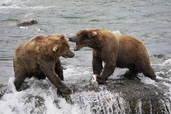 Grizzly Bear - fighting for salmon in river. Katmai National Park - Alaska - USA