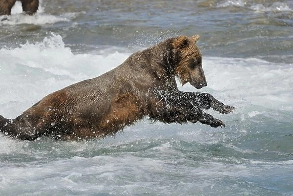 Grizzly Bear - fishing for salmon in river. Katmai National Park - Alaska - USA