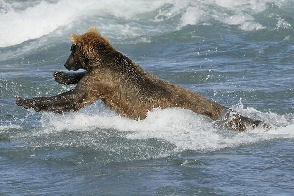 Grizzly Bear - fishing for salmon in river. Katmai National Park - Alaska - USA