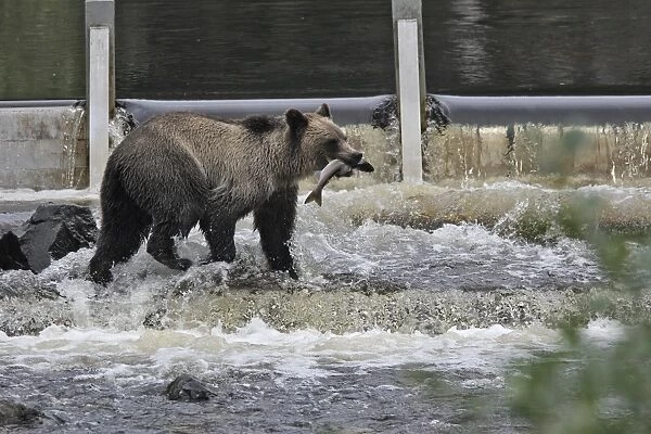 Grizzly bear - fishing for salmon in river. Knight Inlet - Glendale Cove - British Columbia - Canada