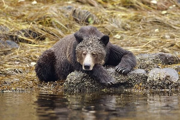 Grizzly bear - fishing for salmon in river. Mussel Bay. British Columbia - Canada