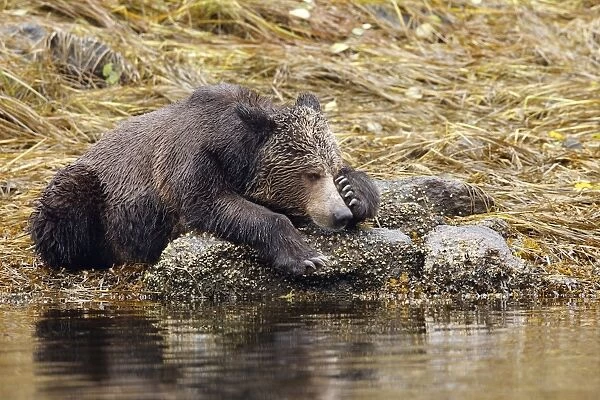 Grizzly bear - fishing for salmon in river. Mussel Bay. British Columbia - Canada