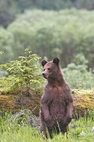 Grizzly Bear - on hind legs. Khuzemateen Grizzly Bear Sanctuary - British Colombia - Canada