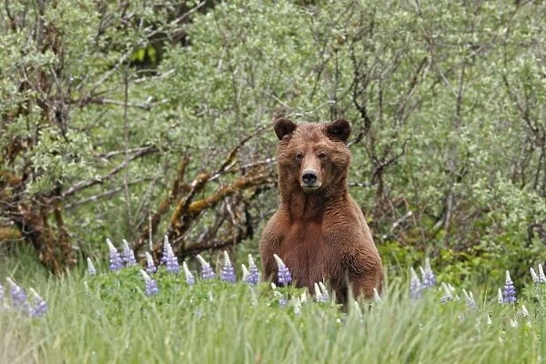 Grizzly Bear - on hind legs looking over grass & flowers. Khuzemateen Grizzly Bear Sanctuary - British Colombia - Canada