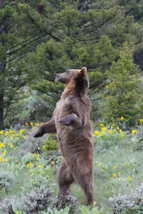 Framed Print : Grizzly bear - on hind legs. Montana - USA Framed Print : Grizzly bear - on hind legs. Montana - USA
