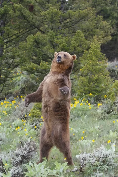 Framed Print : Grizzly bear - on hind legs. Montana - USA Framed Print : Grizzly bear - on hind legs. Montana - USA