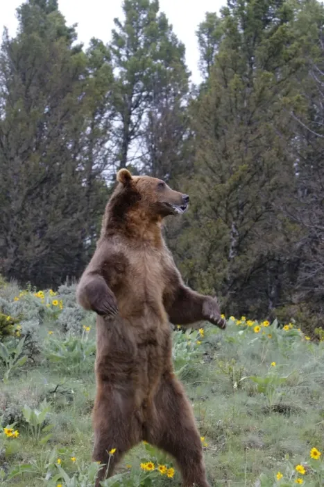 Framed Print : Grizzly bear - on hind legs. Montana - USA Framed Print : Grizzly bear - on hind legs. Montana - USA