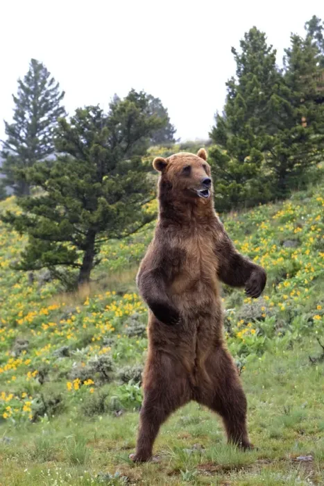 Framed Print : Grizzly bear - on hind legs. Montana - USA Framed Print : Grizzly bear - on hind legs. Montana - USA