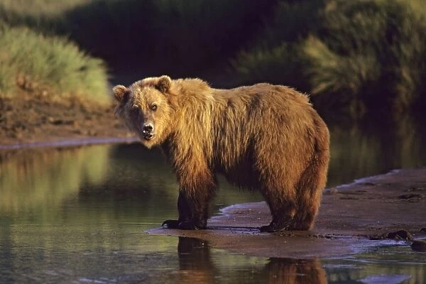 Grizzly Bear along the Katmai coast, Alaska Peninsula, Alaska. Summer. MA923