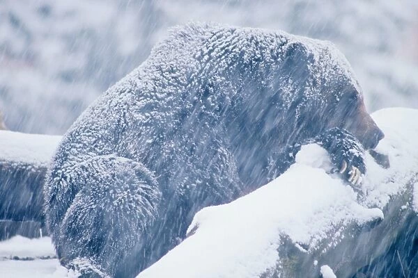 Grizzly bear in late fall snowstorm sleeping. North America; Western U. S. A. MA448