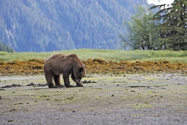 Grizzly Bear - looking for clams to eat on estuary beach - using claws to break into the shell. Khuzemateen Grizzly Bear Sanctuary - British Colombia - Canada