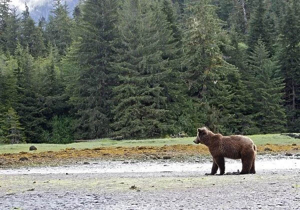 Grizzly Bear - looking for clams to eat on estuary beach - using claws to break into the shell. Khuzemateen Grizzly Bear Sanctuary - British Colombia - Canada