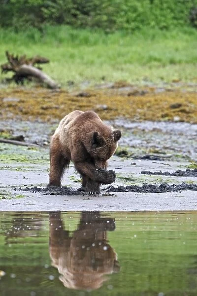 Grizzly Bear - looking for clams to eat on estuary beach. Khuzemateen Grizzly Bear Sanctuary - British Colombia - Canada
