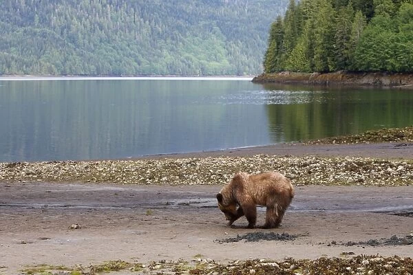 Grizzly Bear - looking for clams to eat on estuary beach. Khuzemateen Grizzly Bear Sanctuary - British Colombia - Canada
