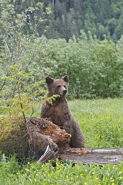 Grizzly Bear - looking over falled tree trunk. Khuzemateen Grizzly Bear Sanctuary - British Colombia - Canada