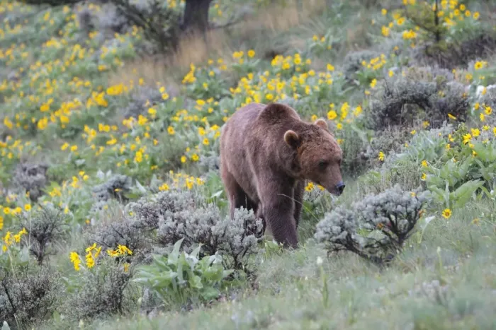 Framed Print : Grizzly bear. Montana - USA Framed Print : Grizzly bear. Montana - USA