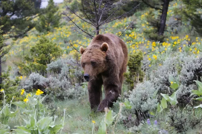 Framed Print : Grizzly bear. Montana - USA Framed Print : Grizzly bear. Montana - USA