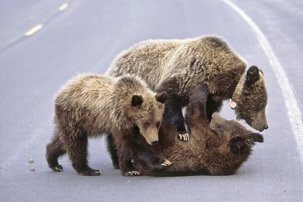 Grizzly bear mother and cubs on road - Greater Yellowstone area, Wyoming. MA2125