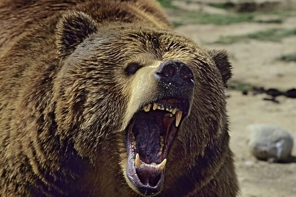 Grizzly bear - With mouth open in threatening pose MA792