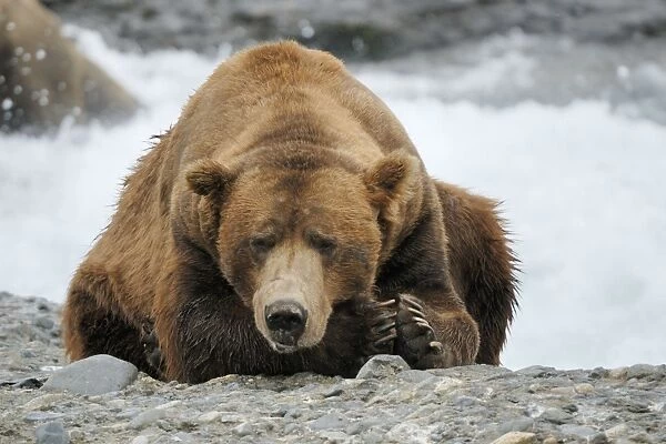 Grizzly bear - old male, McNeil River sanctuary, Alaska, USA