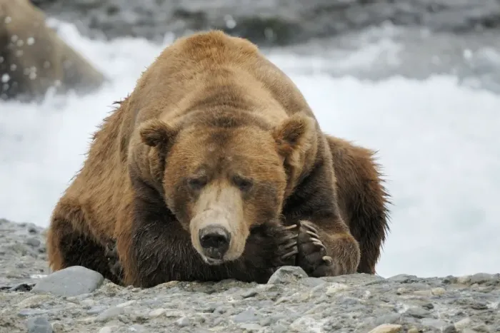 Framed Print : Grizzly bear - old male, McNeil River sanctuary, Alaska, USA Framed Print : Grizzly bear - old male, McNeil River sanctuary, Alaska, USA