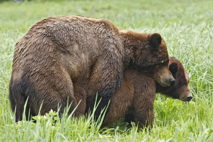 Framed Print : Grizzly Bear - pair mating. Khuzemateen Grizzly Bear Sanctuary - British Colombia - Canada Framed Print : Grizzly Bear - pair mating. Khuzemateen Grizzly Bear Sanctuary - British Colombia - Canada