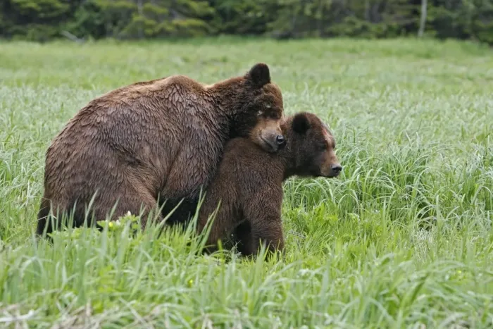 Framed Print : Grizzly Bear - pair mating. Khuzemateen Grizzly Bear Sanctuary - British Colombia - Canada Framed Print : Grizzly Bear - pair mating. Khuzemateen Grizzly Bear Sanctuary - British Colombia - Canada