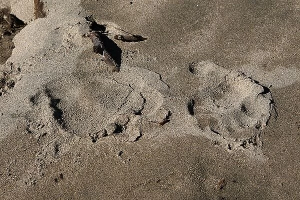 Grizzly bear - paw prints on sand. Knight Inlet - Glendale Cove - British Columbia - Canada