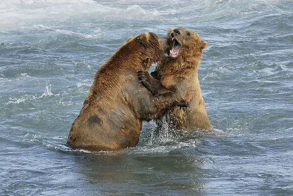 Grizzly Bear - playing in river. Katmai National Park - Alaska - USA