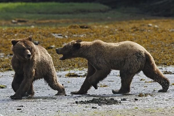 Grizzly Bear - two quarreling. Khuzemateen Grizzly Bear Sanctuary - British Colombia - Canada