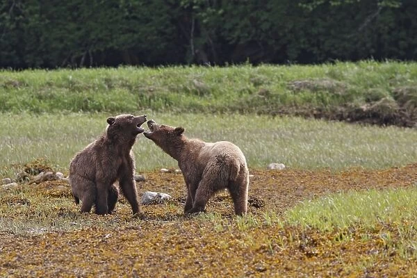 Grizzly Bear - two quarreling. Khuzemateen Grizzly Bear Sanctuary - British Colombia - Canada