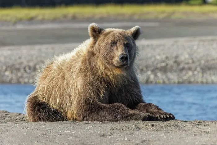 Framed Print : Grizzly bear resting on shoreline, Lake Clark National Park and Preserve, Alaska, Silver Salmon Creek Date: 28-08-2021 Framed Print : Grizzly bear resting on shoreline, Lake Clark National Park and Preserve, Alaska, Silver Salmon Creek Date: 28-08-2021