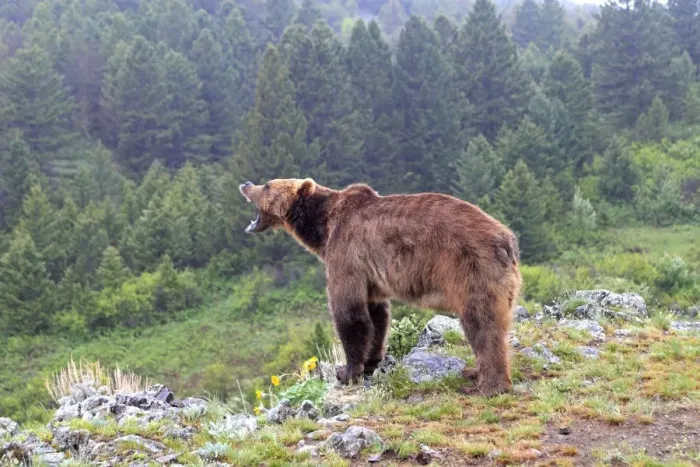 Framed Print : Grizzly bear - roaring / calling. Montana - USA Framed Print : Grizzly bear - roaring / calling. Montana - USA