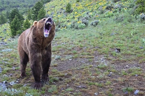 Grizzly bear - roaring  /  calling. Montana - USA