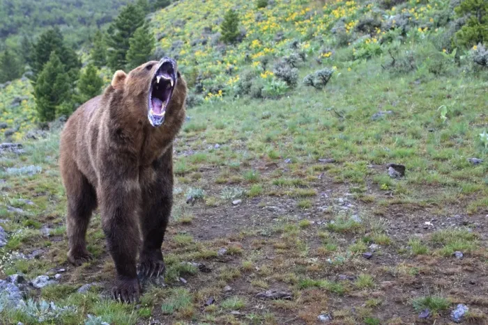 Framed Print : Grizzly bear - roaring / calling. Montana - USA Framed Print : Grizzly bear - roaring / calling. Montana - USA