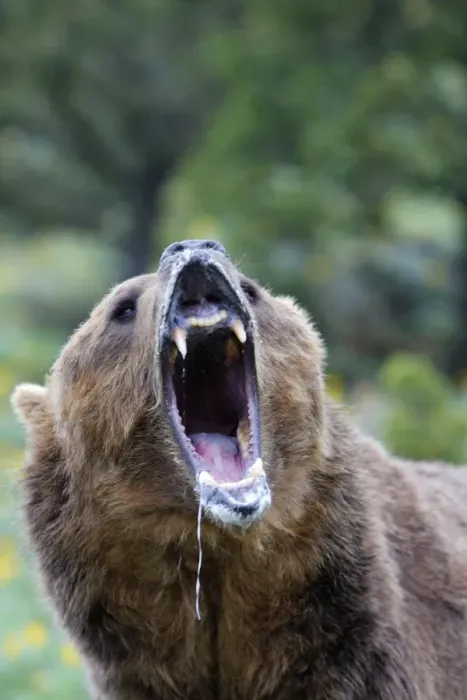 Framed Print : Grizzly bear - roaring / callling. Montana - USA Framed Print : Grizzly bear - roaring / callling. Montana - USA