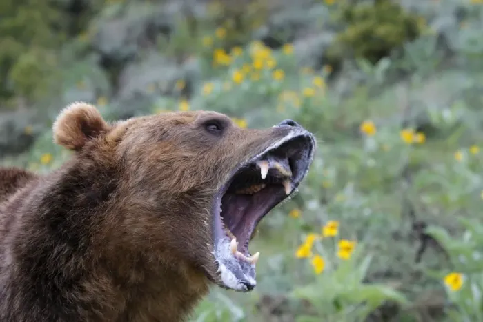 Framed Print : Grizzly bear - roaring / callling. Montana - USA Framed Print : Grizzly bear - roaring / callling. Montana - USA