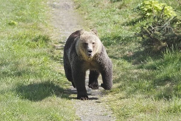 Grizzly bear - running. Knight Inlet - Glendale Cove - British Columbia - Canada