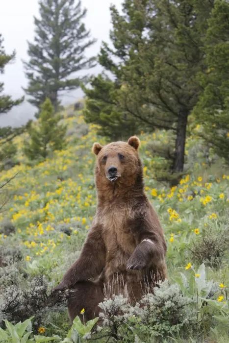 Framed Print : Grizzly bear - sitting. Montana - USA Framed Print : Grizzly bear - sitting. Montana - USA