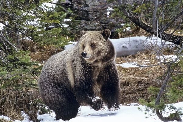 Grizzly Bear in snow - Early May in Yellowstone National Park, Wyoming, North America. MA2009
