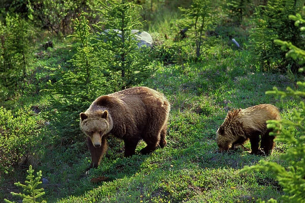 Grizzly Bear - sow with cub, June. Northern Rockies, Banff National Park Alberta, Canada. MA144