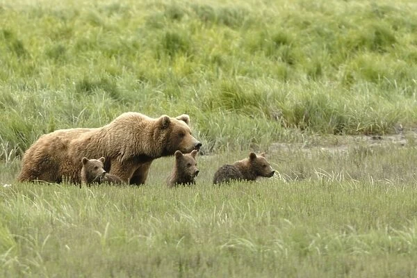 Grizzly Bear - sow with cubs, Katmai National Park - Alaska