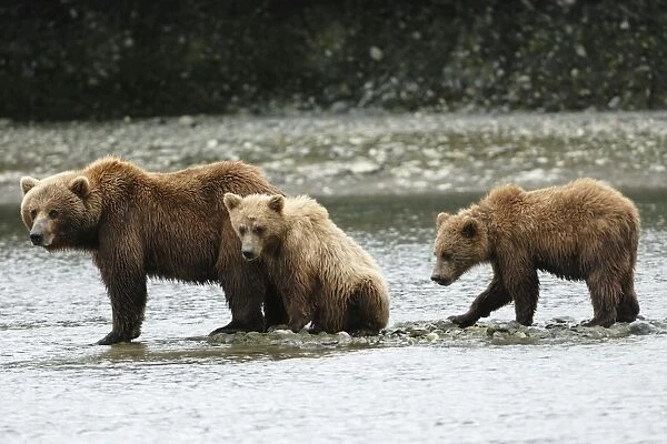 Grizzly Bear - sow with twin cubs; McNeil River; Alaska - USA