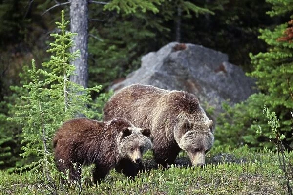 Grizzly Bear - sow with yearling cub. May-June, Northern Rockies. Alberta; British Columbia; Rocky Mountains MA170
