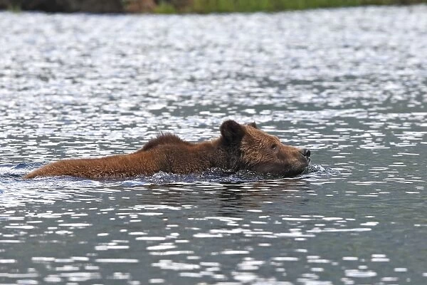 Grizzly Bear - swimming in estuary. Khuzemateen Grizzly Bear Sanctuary - British Colombia - Canada