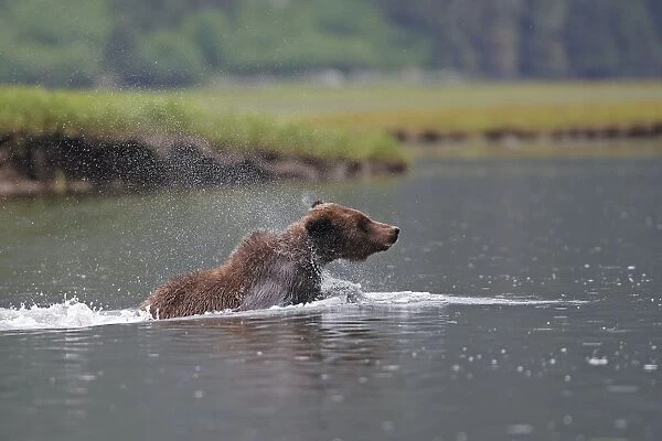 Grizzly Bear - swimming in estuary. Khuzemateen Grizzly Bear Sanctuary - British Colombia - Canada